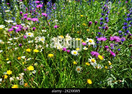 Farbenfrohe Blumenwiese im Juni Stockfoto