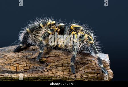 Grammostola pulchripes tarantula (Chaco Golden Knee) auf dunkelblauem Hintergrund. Große Tarantula mit gelben und schwarzen Haaren auf Log. Studioaufnahme Stockfoto