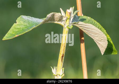 Mayfly mit durchsichtigen Flügeln am Stiel einer Pflanze Stockfoto