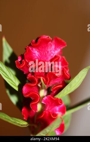 Rote Blütenblüte Nahaufnahme Celosia argentea Familie amaranthaceae botanischer Hintergrund hochwertiger großformatiger Druck Stockfoto