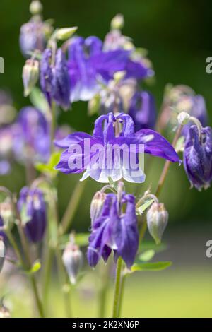 Schöne Blume von rosa Farbe Aquilegia vulgaris blüht im Garten, aus der Nähe Stockfoto