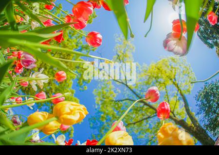 Bunte Tulpen und schönes Wetter Stockfoto