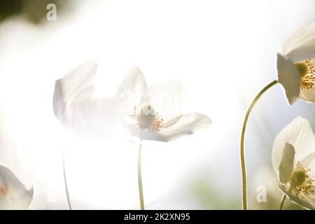 Schöne weiß blühende Pflanze Anemone sylvestris, Natur Stockfoto