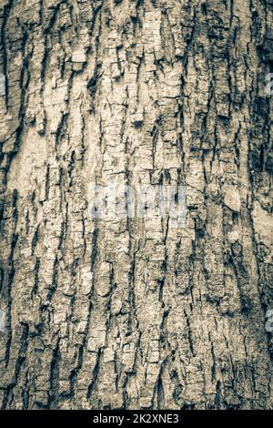 Tropische Baumrindenstruktur im natürlichen Dschungel Mexiko. Stockfoto