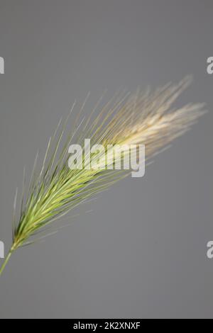 Blumenblüten Nahaufnahme hordeum vulgare Familie poaceae botanischer Hintergrund Moderne hochwertige großformatige Drucke Hausdekoration Stockfoto