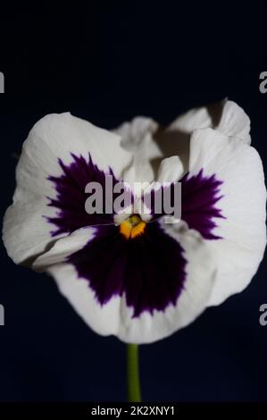 Fower Blossom Nahaufnahme botanischer Hintergrund Schwesterfamilie violaceae große, hochwertige Drucke Stockfoto