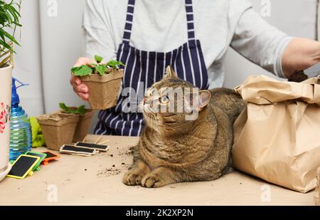 Die Frau pflanzt Pflanzen in Plastikbechern auf dem Tisch, neben einer erwachsenen grauen Katze liegt Stockfoto