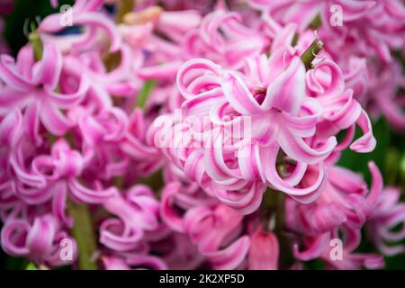 Hyazinth Rosa Überraschung holländische Hyazinth, Rosa Rosenperlen Hyazinth. Frühlingsblumen. Die Nahtstruktur rosa Blüten Stockfoto