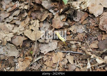 Raupenschleuderameisen im Naturwald Deutschland. Stockfoto