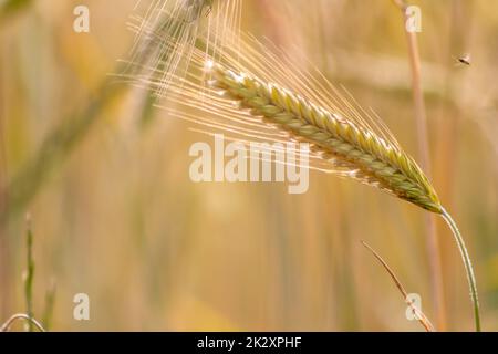 Der Anbau von Getreidearten, reifender Weizen, der auf die Sommerernte wartet, und landwirtschaftlichen frischen Zutaten mit ökologischem Landbau erfordert Regentropfen auf frischem Feld, um Brot und Getreide herzustellen Stockfoto