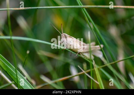 Einzelner isolierter Grashüpfer, der durch das Gras hüpft, auf der Suche nach Nahrung, Gras, Blättern und Pflanzen als Pest mit Kopierraum und verschwommenem Hintergrund als zukünftiges Lebensmittel-Fingerfood für die wirtschaftliche Ernährung Stockfoto