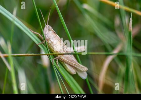 Einzelner isolierter Grashüpfer, der durch das Gras hüpft, auf der Suche nach Nahrung, Gras, Blättern und Pflanzen als Pest mit Kopierraum und verschwommenem Hintergrund als zukünftiges Lebensmittel-Fingerfood für die wirtschaftliche Ernährung Stockfoto