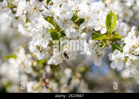 Eine Biene sammelt Pollen in Blüten eines sauren Kirschbaums. Stockfoto