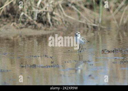 Unreifer Kittlitz-Pfeifer Charadrius pecuarius in einer Lagune. Stockfoto