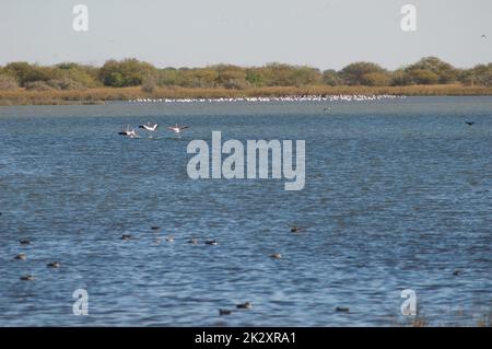 Größere Flamingos fliegen in einer Lagune. Stockfoto