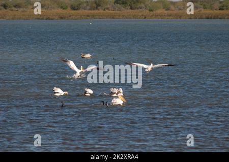 Die großen weißen Pelikane Pelecanus onocrotalus fliegen. Stockfoto