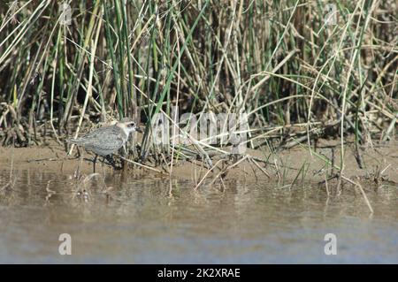 Unreifer Kittlitz-Pfeifer Charadrius pecuarius in einer Lagune. Stockfoto