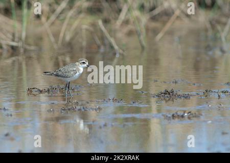 Unreifer Kittlitz-Pfeifer Charadrius pecuarius in einer Lagune. Stockfoto