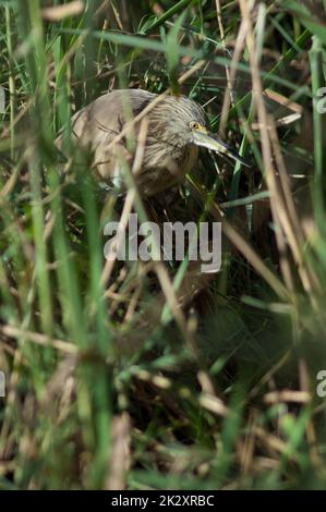 Raucherheron Ardeola ralloides unter der Vegetation. Stockfoto