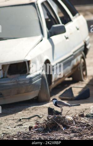 Mit Sporenflügeln auf einem Müllhaufen und einem verlassenen Auto. Stockfoto