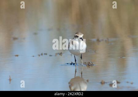 Unreifer Kittlitz-Pfeifer Charadrius pecuarius in einer Lagune. Stockfoto