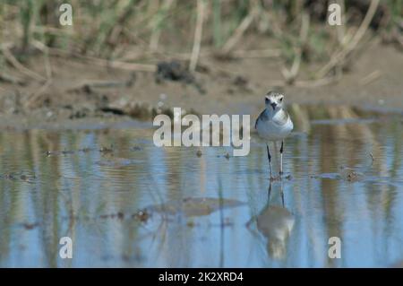 Unreifer Kittlitz-Pfeifer Charadrius pecuarius in einer Lagune. Stockfoto