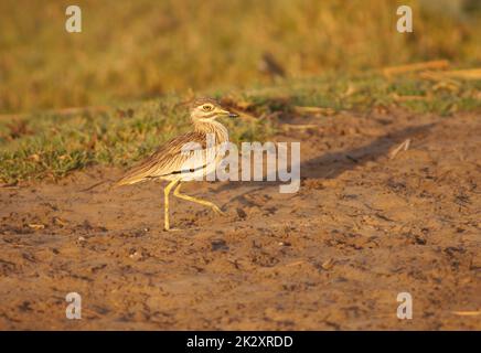 Senegal dickkniehändiger Burhinus senegalensis im Nationalpark Oiseaux du Djoudj. Stockfoto