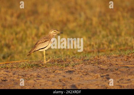 Senegal dickkniehändiger Burhinus senegalensis im Nationalpark Oiseaux du Djoudj. Stockfoto