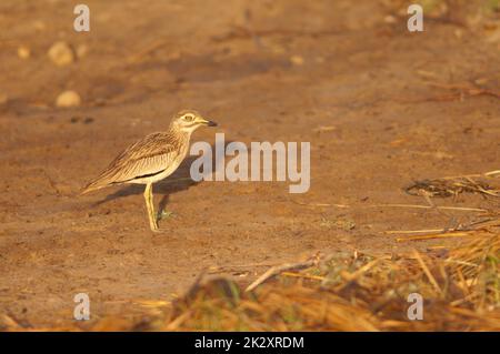 Senegal dickkniehändiger Burhinus senegalensis im Nationalpark Oiseaux du Djoudj. Stockfoto