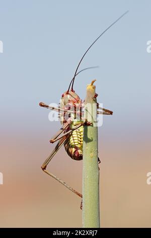 Afrikanische gepanzerte Grille auf einer Pflanze Stockfoto