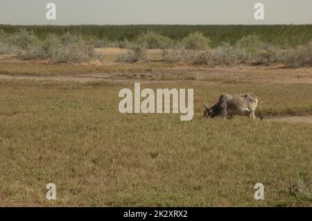 Zebu Bos primigenius indicus weidet in einer trockenen Lagune. Stockfoto