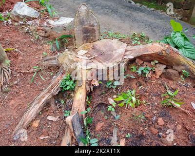 Ein Abschnitt, ein heruntergefallener Baum Stockfoto