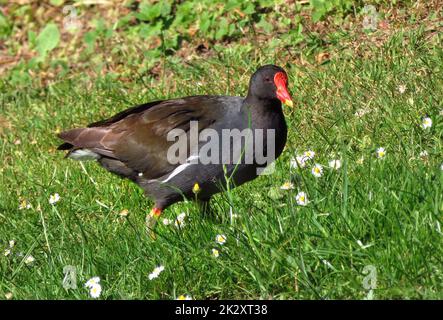 Gemeiner Moorhen, Gallinula chloropus Stockfoto