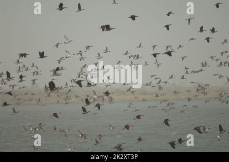 Nordpintails Anas acuta fliegen im Hintergrund. Stockfoto