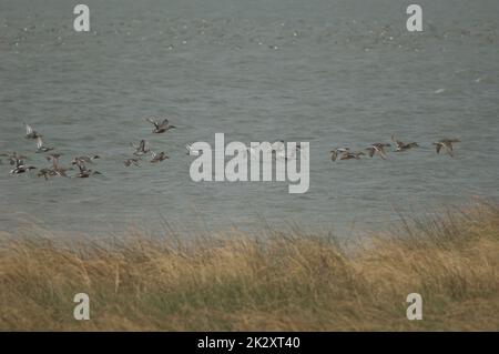 Entenschwarm im Nationalpark Oiseaux du Djoudj. Stockfoto