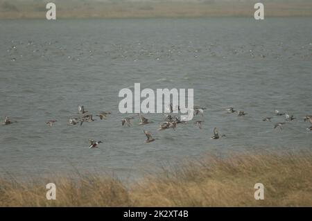 Entenschwarm im Nationalpark Oiseaux du Djoudj. Stockfoto