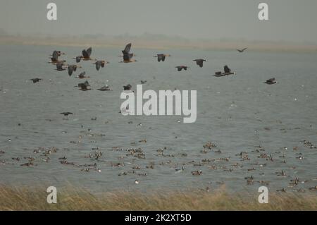 Vollmundige pfeifende Enten und weißgesichtige wackelnde Enten. Stockfoto