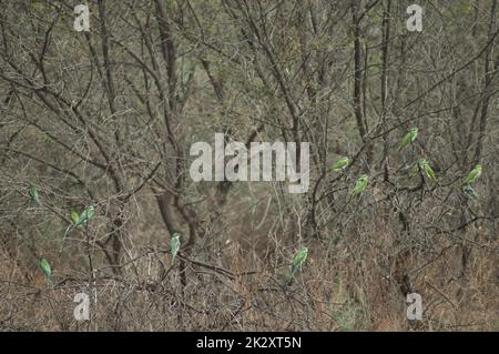 Blauäugige Bienenfresser Merops persicus auf einem Baum. Stockfoto