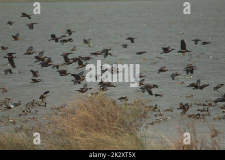 Herde weißer Pfeifenten, Dendrocygna viduata. Stockfoto