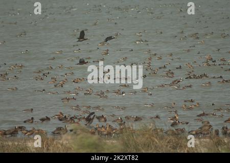 Entenschwarm im Nationalpark Oiseaux du Djoud. Stockfoto