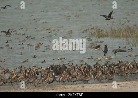 Weiße, wackelnde Enten, vollmundige Pfeifenten und Garganey. Stockfoto