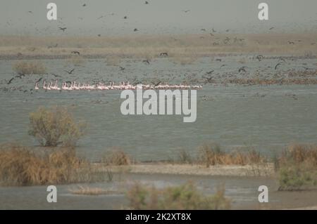 Großer Flamingos Phoenicopterus roseus in einer Lagune. Stockfoto