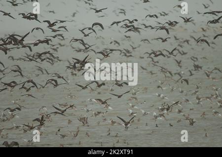 Weiße, wackelnde Enten, vollmundige pfeifende Enten und Garganey im Flug. Stockfoto