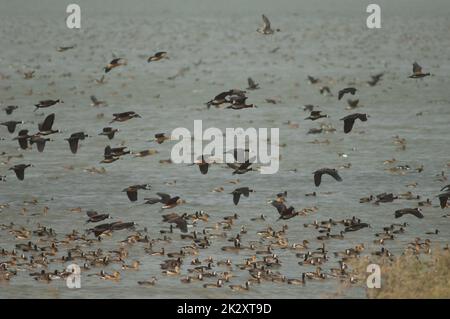 Entenschwarm im Nationalpark Oiseaux du Djoud. Stockfoto