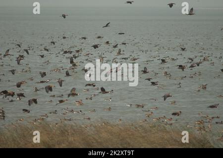 Entenschwarm im Nationalpark Oiseaux du Djoud. Stockfoto