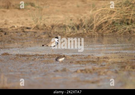 Stechflügelfresser Vanellus spinosus in einer Lagune. Stockfoto