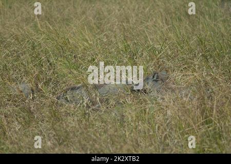 Nolan Warzenschweine Phacochoerus africanus africanus im Gras. Stockfoto