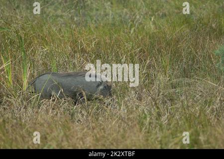 Nolan Warzenschwein Phacochoerus africanus africanus im Gras. Stockfoto