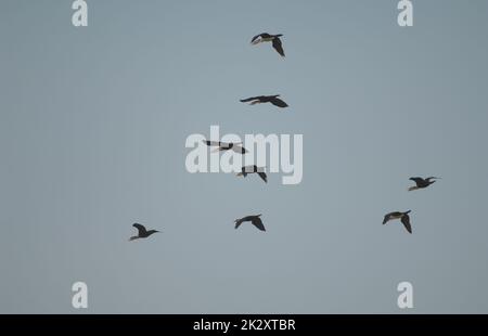 Schar großer Kormorane Phalacrocorax Carbo im Flug. Stockfoto