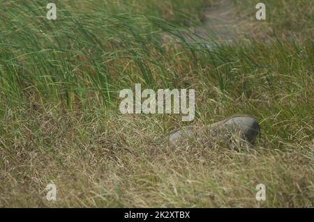 Nolan Warzenschwein Phacochoerus africanus africanus im Gras. Stockfoto